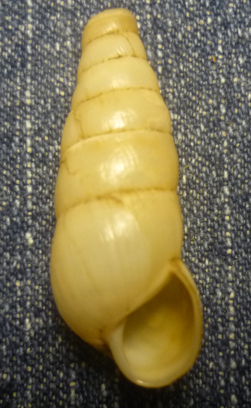 Rumina decollata